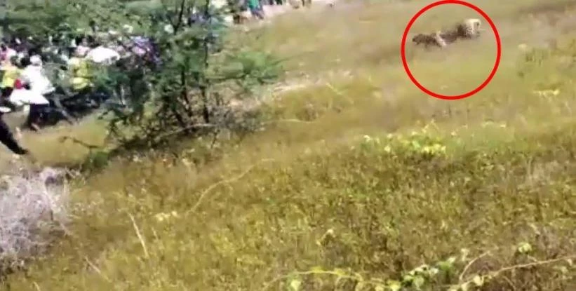 Η τρομακτική στιγμή που μια λεοπάρδαλη επιτίθεται σε συγκεντρωμένο πλήθος και κατασπαράζει 4 ανθρώπους (βίντεo)